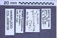 Etiketten zu Lacon pollinaria (NHMW-ZOO-COL-0008158)